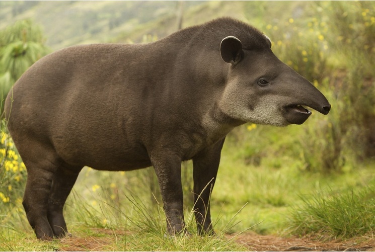 Tapir Natural History On The Net