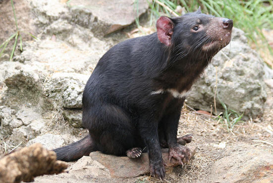 Tasmanian devil, facts and photos