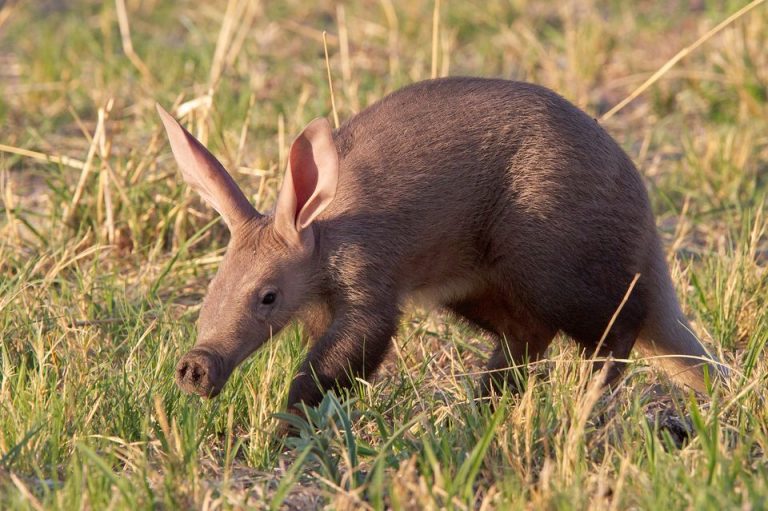 Aardvark - Natural History on the Net