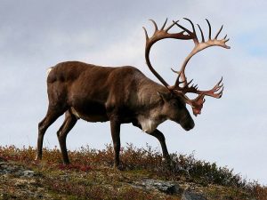 Caribou - Natural History on the Net