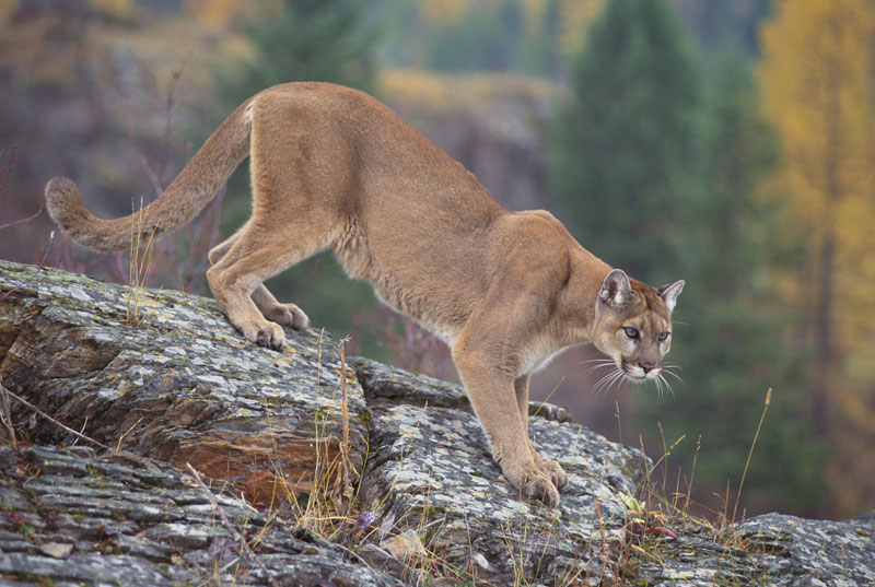 scientific name of cougar