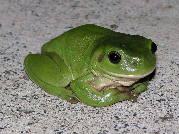 Green Frog - Natural History on the Net