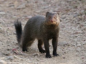 mongoose herpestidae genera