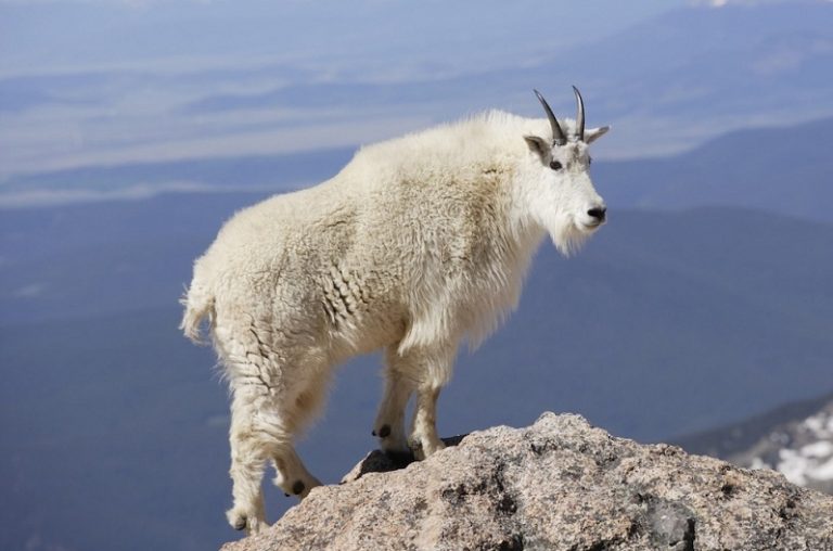 Mountain Goat - Natural History on the Net