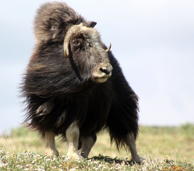 Musk-Ox - Natural History on the Net
