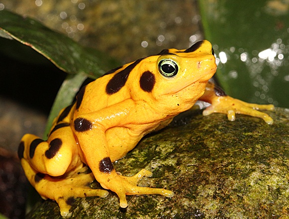 baby panamanian golden frog