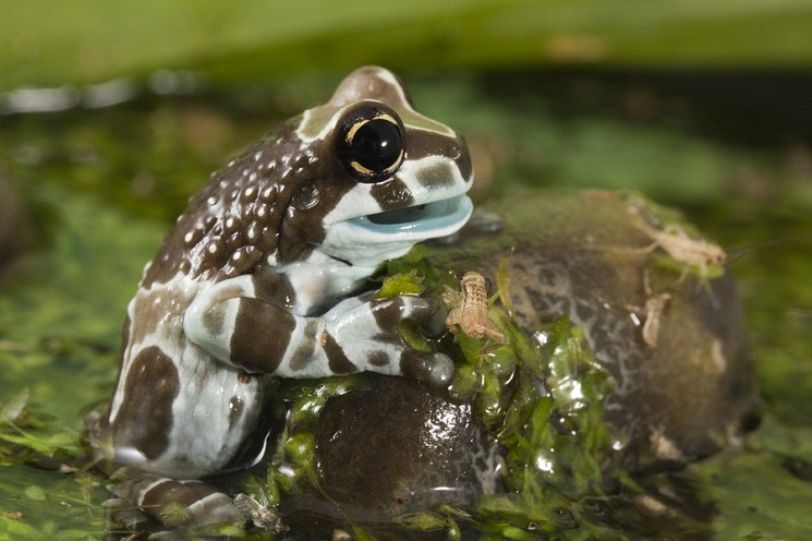 Amazon Milk Frog - Natural History on the Net
